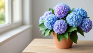 Ortensie in vaso, perché l'acqua del rubinetto blocca i fiori secondo l'Università di Bologna